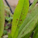 Lactuca serriola Leaf