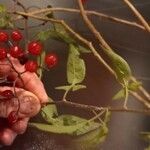 Solanum seaforthianum Fruit