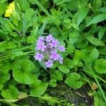 Verbena canadensis Žiedas