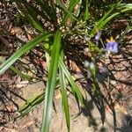 Dianella caerulea Folha