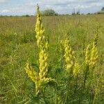 Astragalus asper Virág