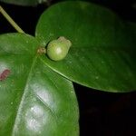 Mouriri osaensis Fruit