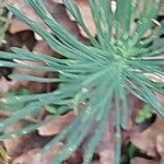 Euphorbia seguieriana Leaf