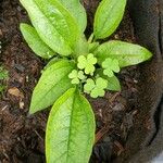 Echinodorus palifolius Blad