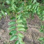 Gleditsia sinensis Folio