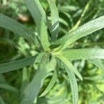 Artemisia dracunculus List