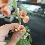 Sphaeralcea bonariensis Кветка