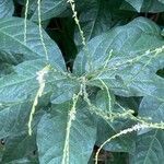 Petiveria alliacea Leaf