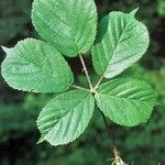 Rubus mucronulatus Likasa