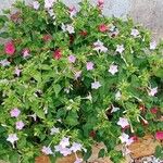 Mirabilis jalapa Costuma