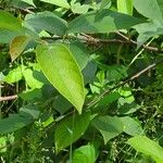 Halesia carolina Blad