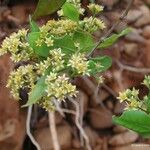 Cloezia floribunda Συνήθη χαρακτηριστικά