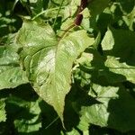 Lactuca alpina Blad