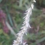 Spiranthes spiralis Flower