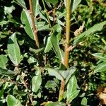 Salix foetida Blad