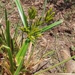 Cyperus latifolius फूल