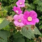 Rubus odoratus ᱵᱟᱦᱟ