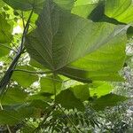 Paulownia tomentosa Lehti