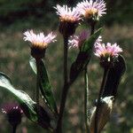 Erigeron atticus Kvet