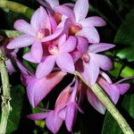 Dendrobium pseudoglomeratum ᱵᱟᱦᱟ