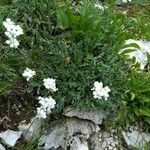 Achillea clavennae Habit