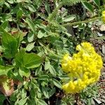 Eriogonum umbellatum Лист