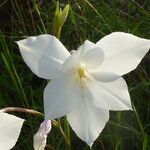 Gladiolus candidus Blüte