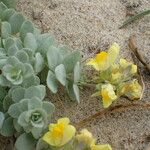 Linaria thymifolia Flor