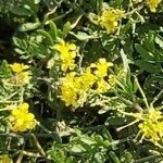 Sisymbrella aspera Flor
