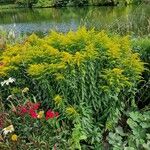 Solidago canadensisFlor