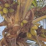 Cocos nucifera Fruto