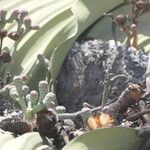 Welwitschia mirabilis Rinde