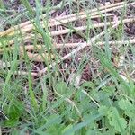 Elymus pungens Blatt