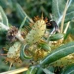 Xanthium spinosum Frukt