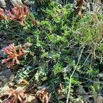 Astragalus incanus Fleur