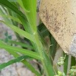 Panicum miliaceum Bark