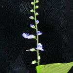 Rhynchoglossum obliquum موطن