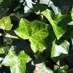 Hedera hibernica 葉