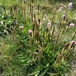 Plantago maritima Хабит