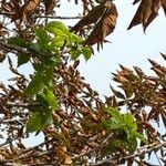 Aesculus × carneaLehti