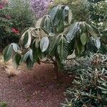 Rhododendron sinogrande Blad