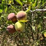 Ziziphus lotus Fruto