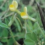 Lotus maritimus Flower