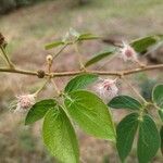 Mimosa albida Lapas