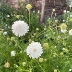 Scabiosa ochroleuca Flor