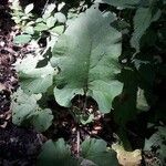 Arctium minus葉