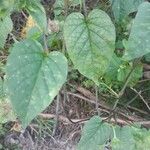 Jacquemontia tamnifolia Blatt