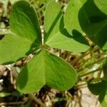 Oxalis incarnata Leaf