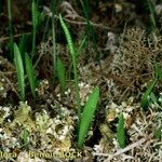 Ophioglossum lusitanicum Habitat