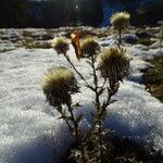 Carlina vulgaris आदत